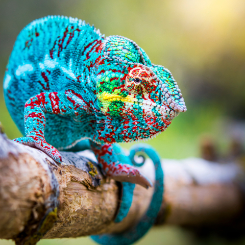 Spot Chameleons in Ranomafana