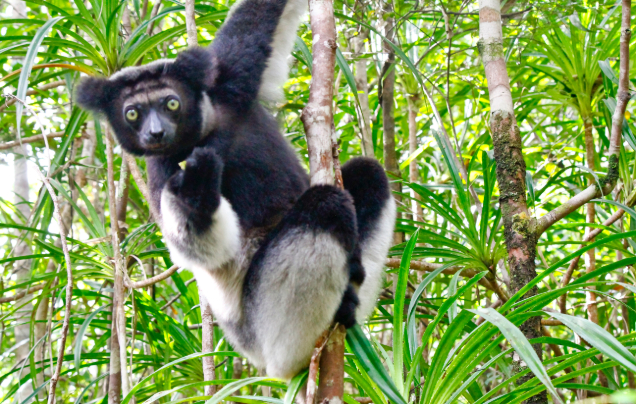 Day 16: Explore Andasibe