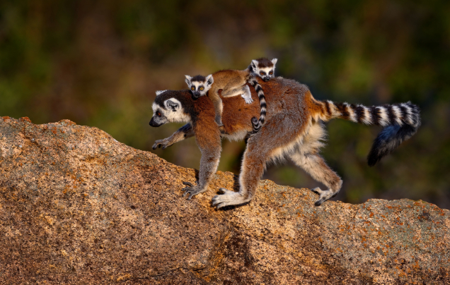 Day 17: Lemur Island