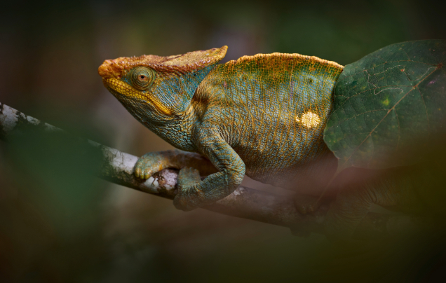 Day 6: Explore Ranomafana