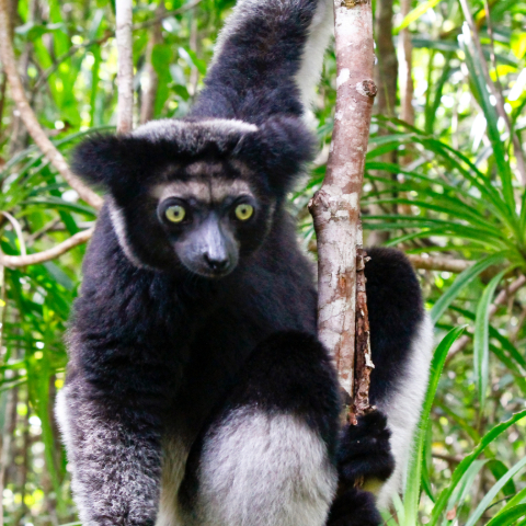 Meet lemurs at Vakona Private Reserve