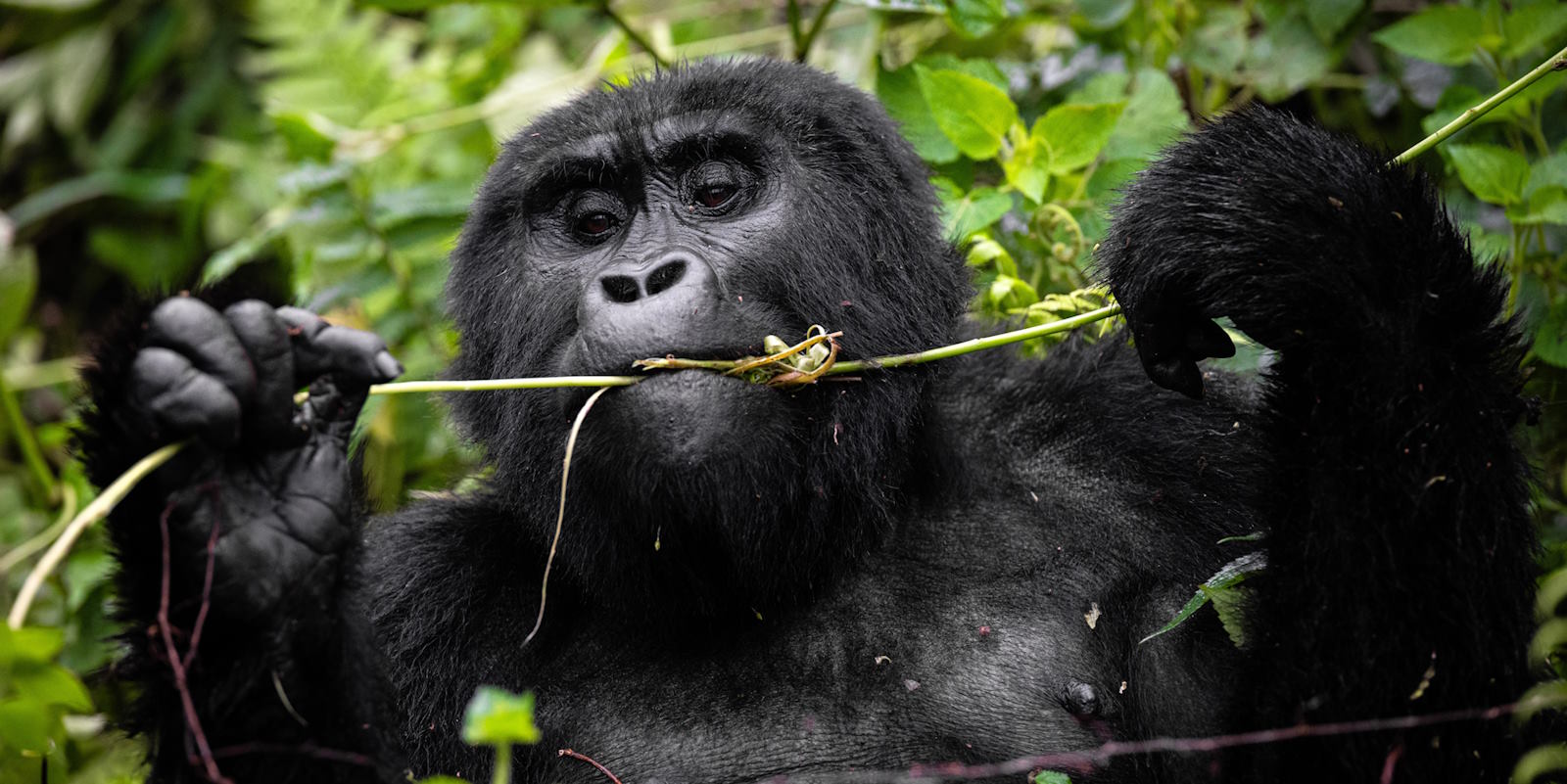 Uganda Holidays