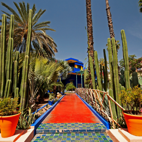 Wander Marrakech's Majorelle Gardens