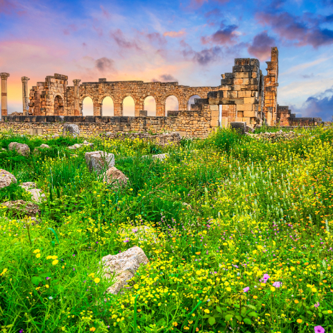 Visit the ancient city of Volubilis