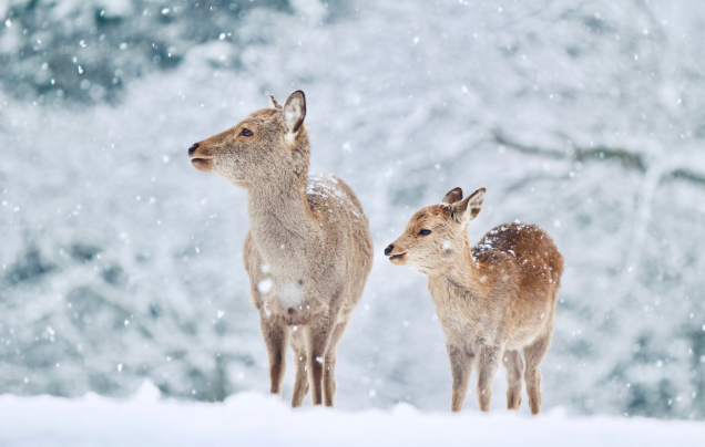 Day 12: Boxing Day in Nara