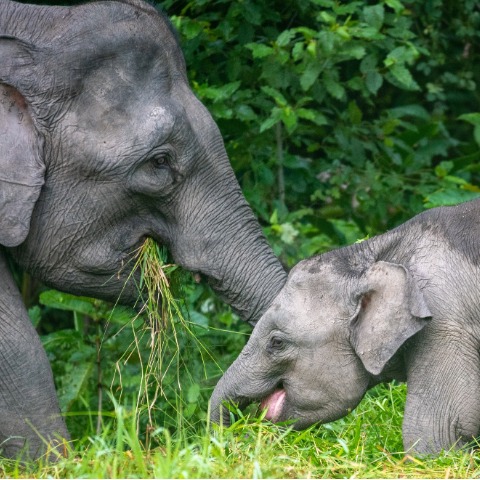 Ethical Elephant Sanctuary