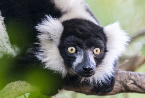 Madagascar Untamed