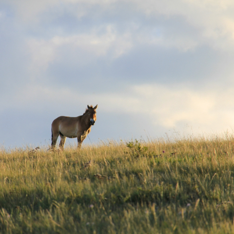 Wild Horses of Khustai