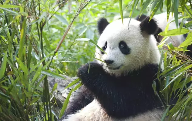 Day 8: Chengdu Panda Reserve