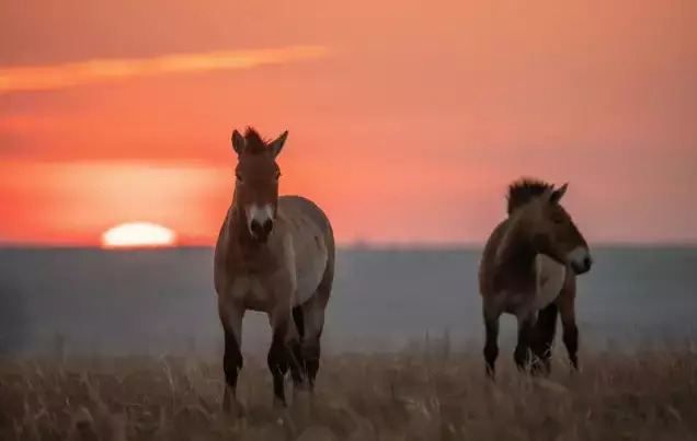 Day 17: Wild horses of Khustai