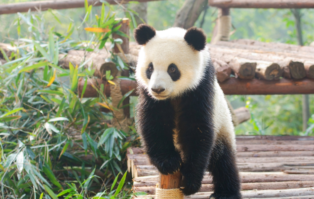 Day 16: Giant pandas