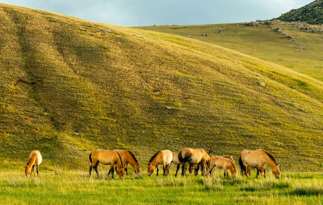 Day 11: Khustai National Park