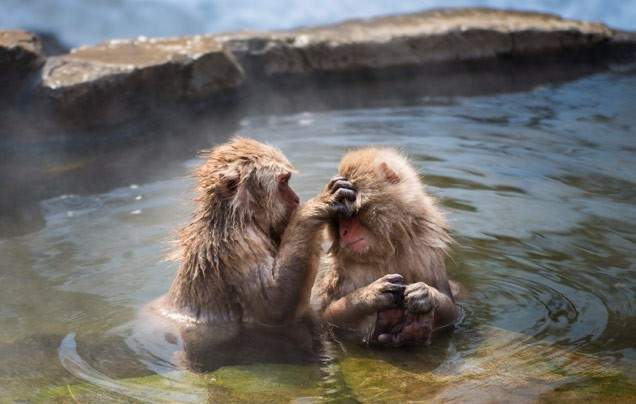 Day 12: Search for Snow Monkeys