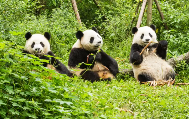 Day 9: Chengdu Panda Reserve