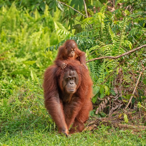 Orangutans