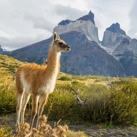 Torres Del Paine