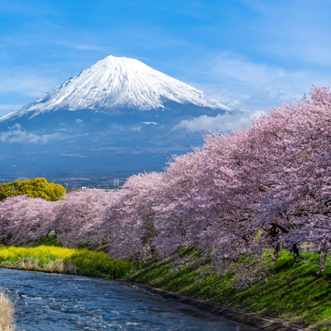 Majestic Mount Fuji