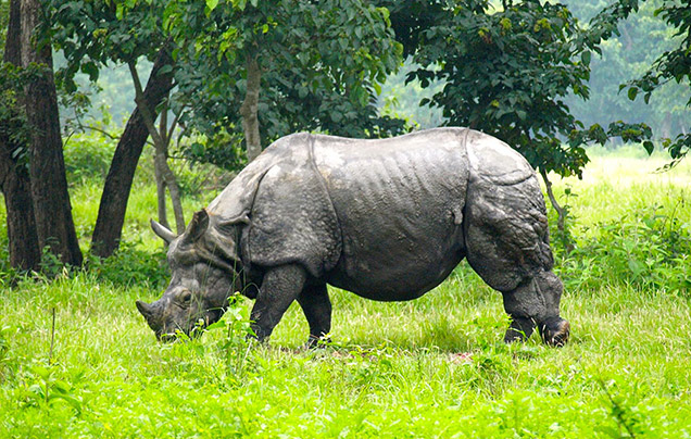 DAY 12: Gorumra Wildlife Sanctuary