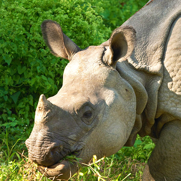 Gorumara Wildlife Sanctuary