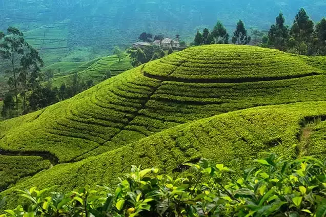 Day 8: City Tour of Nuwara Eliya