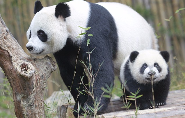 Day 7: Chengdu Panda Reserve