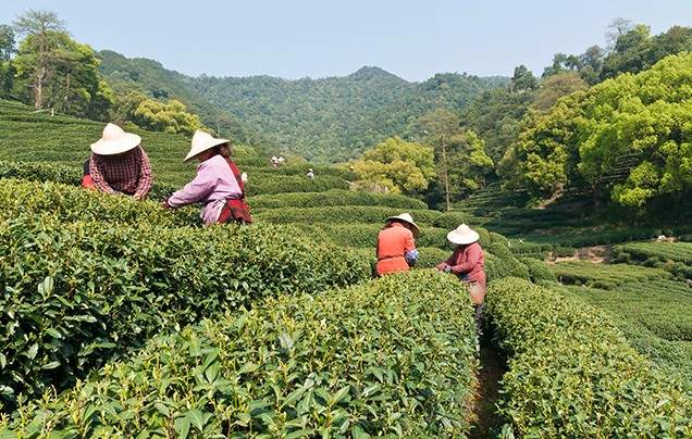 Day 7: Lush Tea Plantations