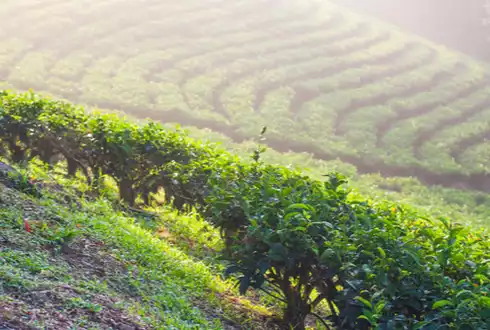 Antique Assam Tea Farm