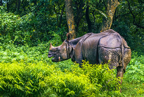Chitwan National Park