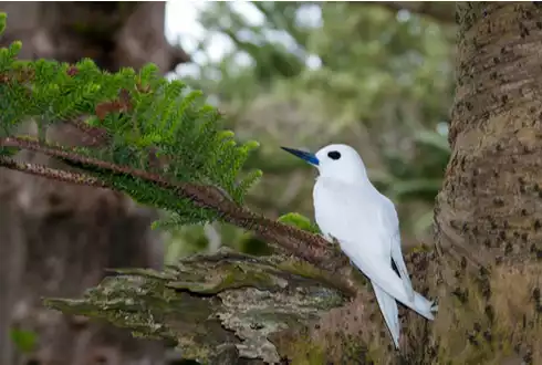 Norfolk Island National Park