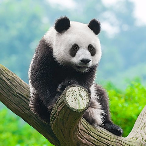Giant Pandas