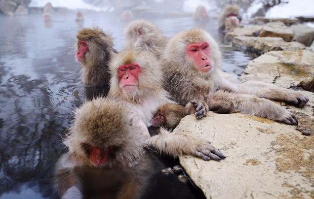 DAY 5: See The Snow Monkeys